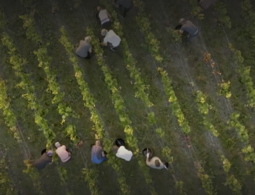 Champagne, l’envers d’un terroir (Arte)